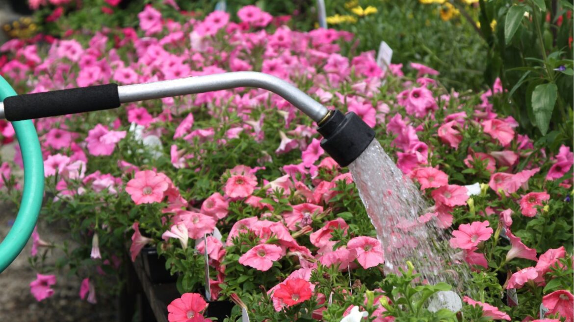 Lidl’s Hanging Basket Watering Wand is a Gardening Savior Watering wand being used to water pink flowers