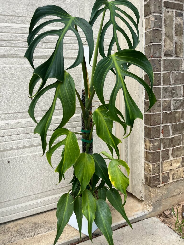 New growth at base of BMF