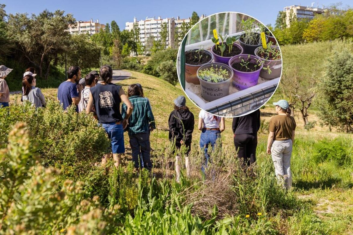 Lisbon hides dozens of private gardens behind high walls: we’ll tell you how to visit them for free in May Lisbon hides dozens of private gardens behind high walls: we’ll tell you how to visit them for free in May
