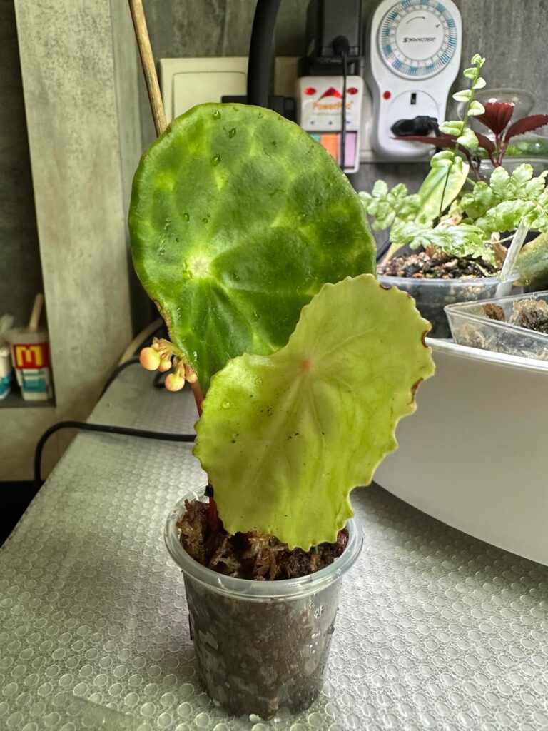 New begonias :) New begonias :)
