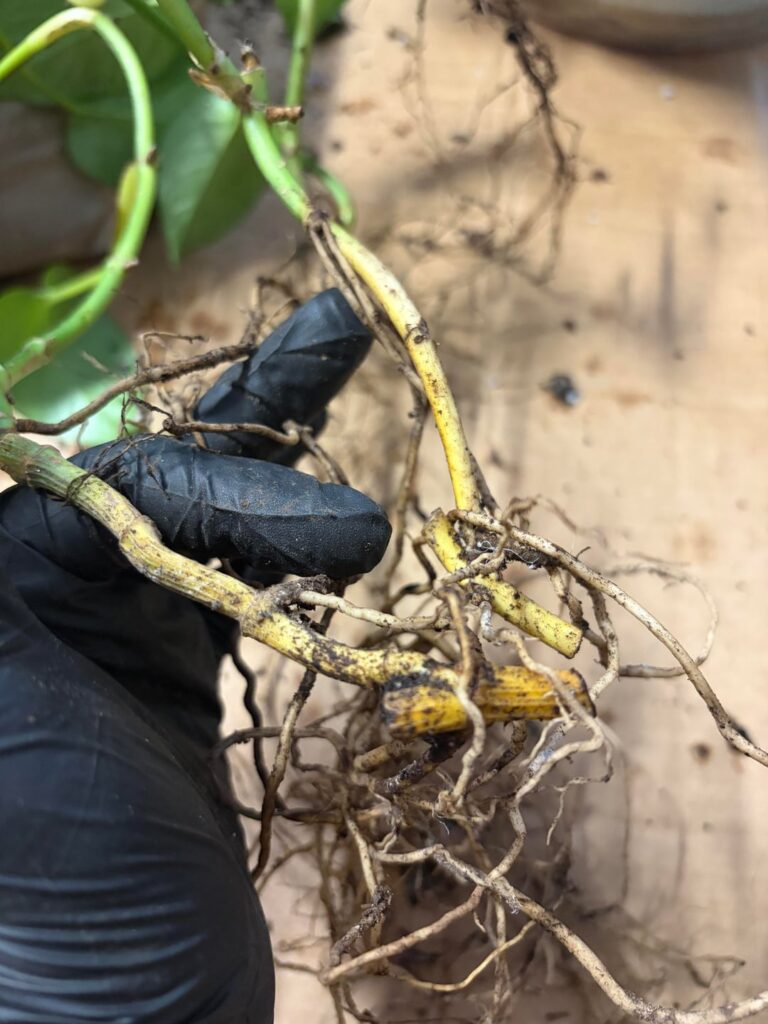 Are roots supposed to look like that? Are roots supposed to look like that?