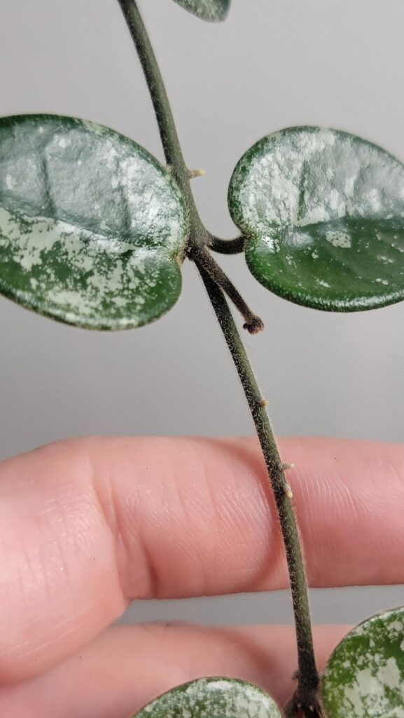 Hoya Mathilde peduncle or no? Hoya Mathilde peduncle or no?