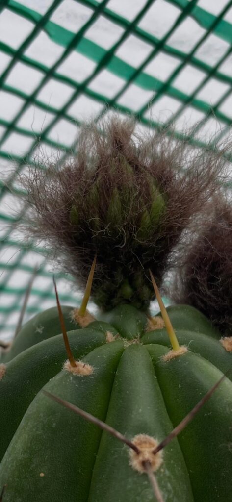 Do you think these flowers will bloom?