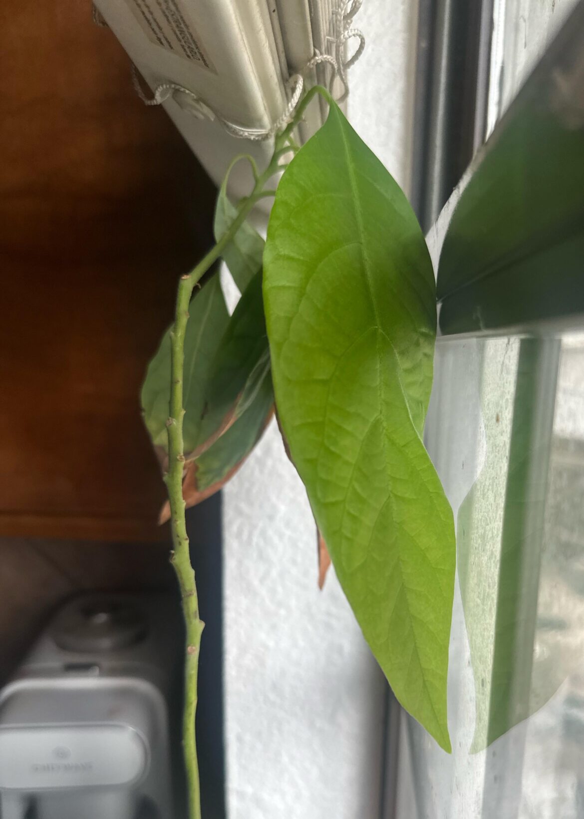 Big leaf