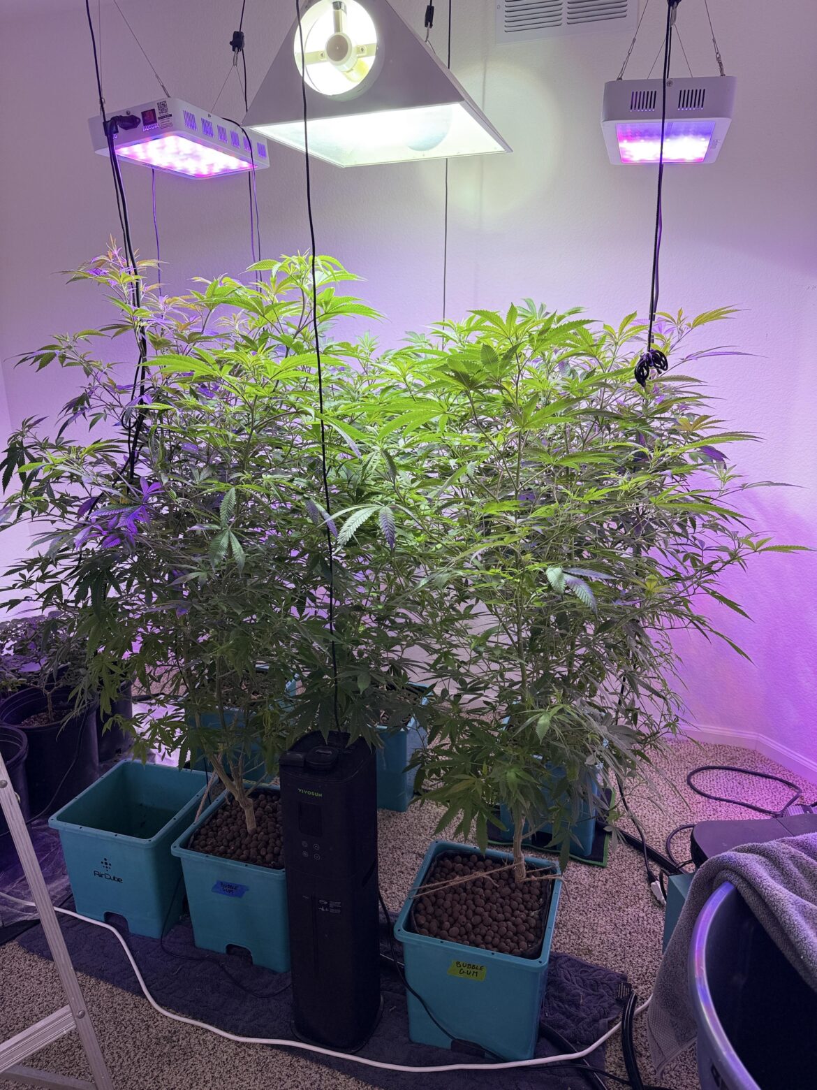 Too tall to flower inside?