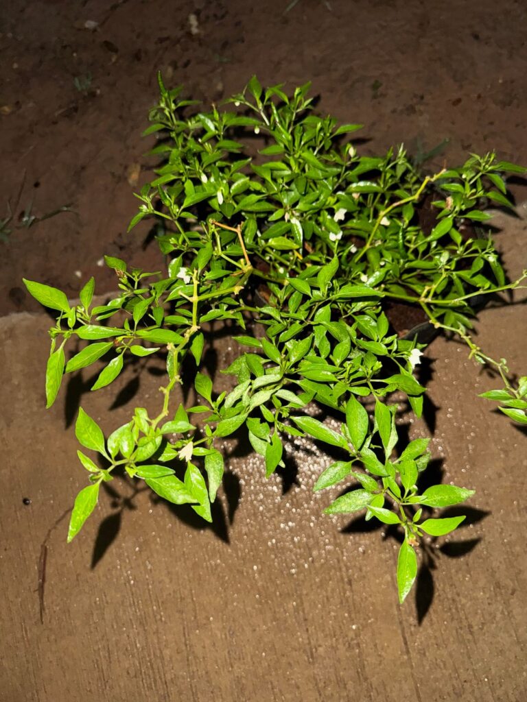 Is this mosaic virus or no?