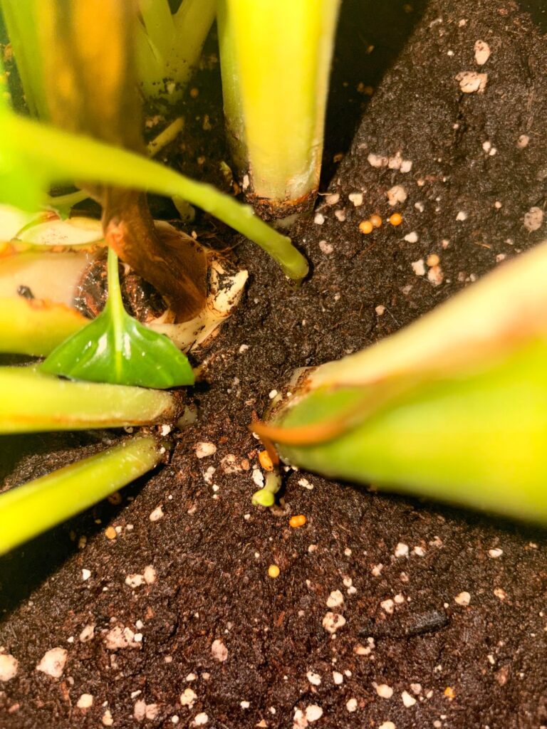 Is it rotting? Is it rotting?