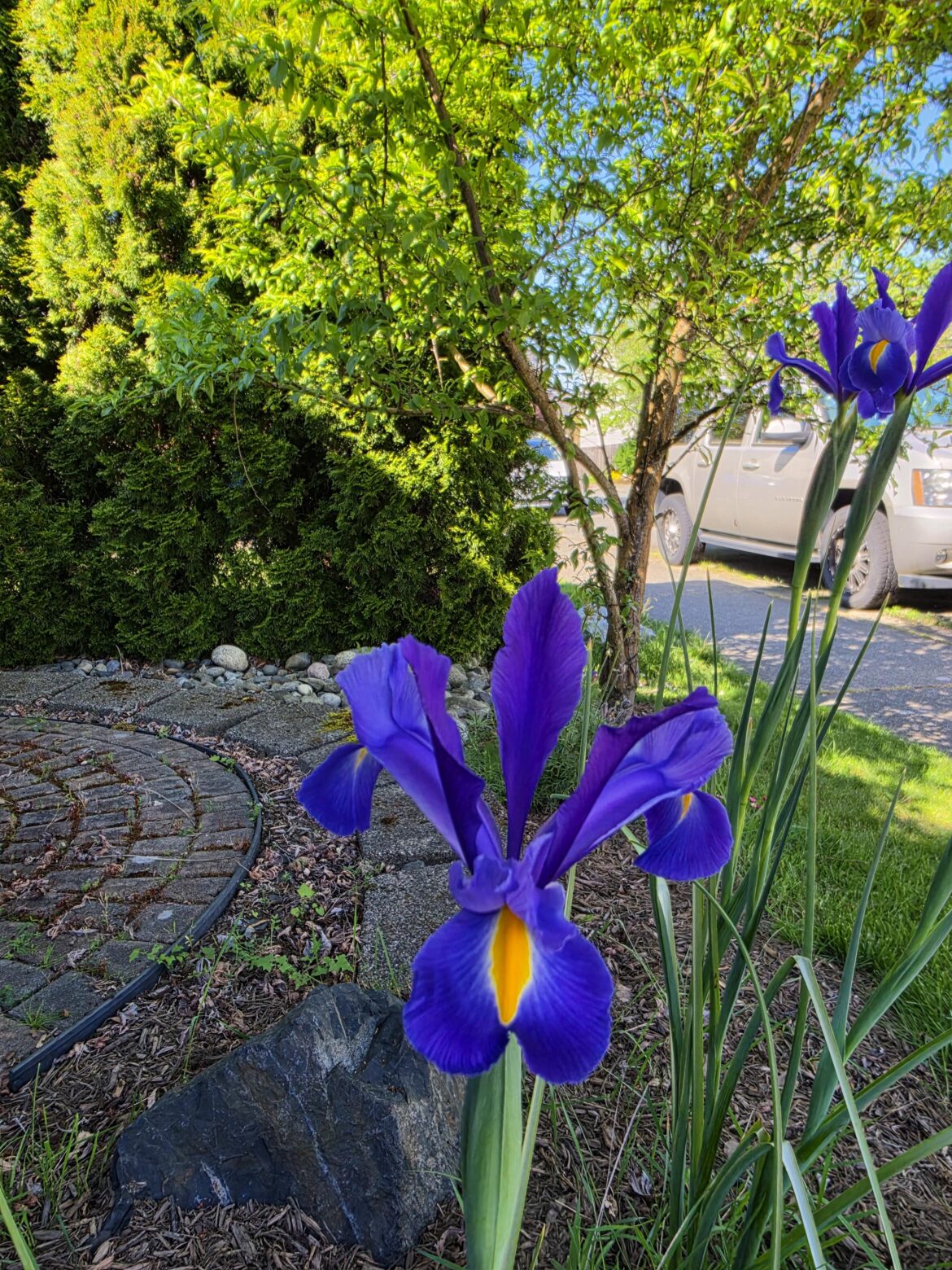 What is this gorgeous flower my neighbor has?