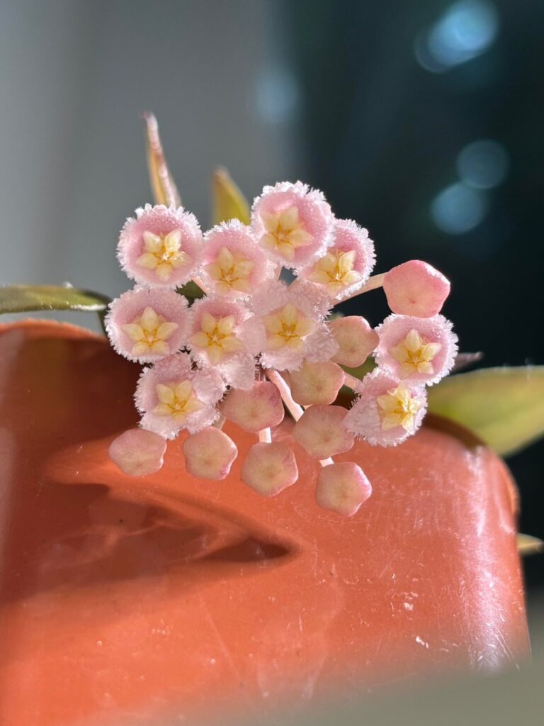 Tove’s Tiny Pink Blossoms