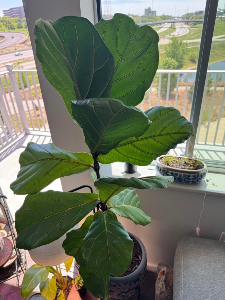 Flf not growing at all! Flf not growing at all!