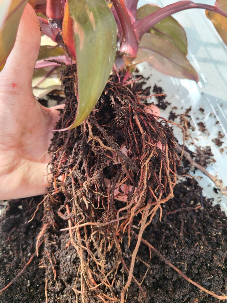 Is this root rot?? Is this root rot??