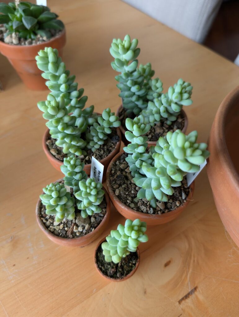 How to arrange a pot of burro’s tail? How to arrange a pot of burro's tail?