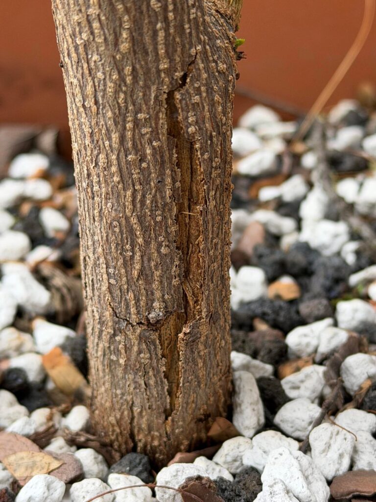 Flame Tree w/ Cracked Trunk: Lost cause? Flame Tree w/ Cracked Trunk: Lost cause?