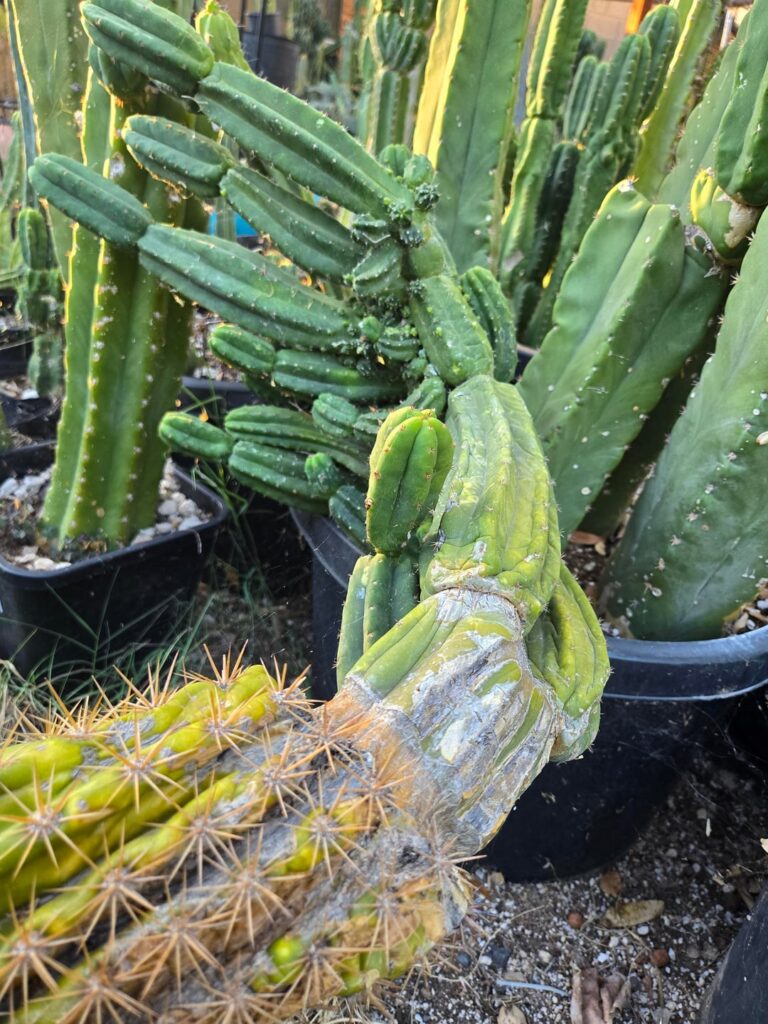 When good grafts go bad, up next on trichocereus TV.. (imagine promo voice)Lima Flower Market Pachanoi on sun goddess