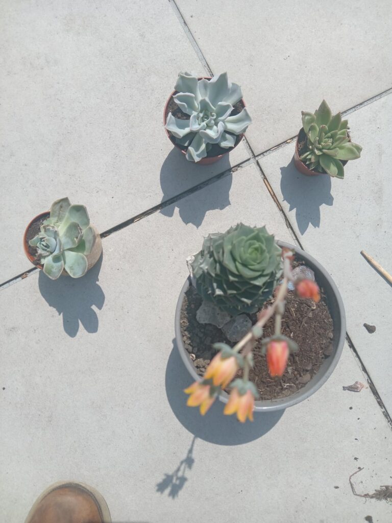 Finished repotting my Echeveria collection! Finished repotting my Echeveria collection!