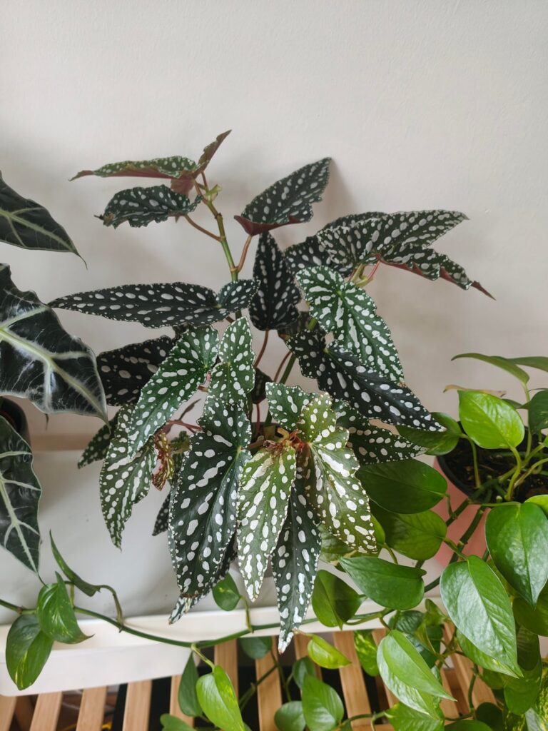 Is my plant sun damaged? Is my plant sun damaged?