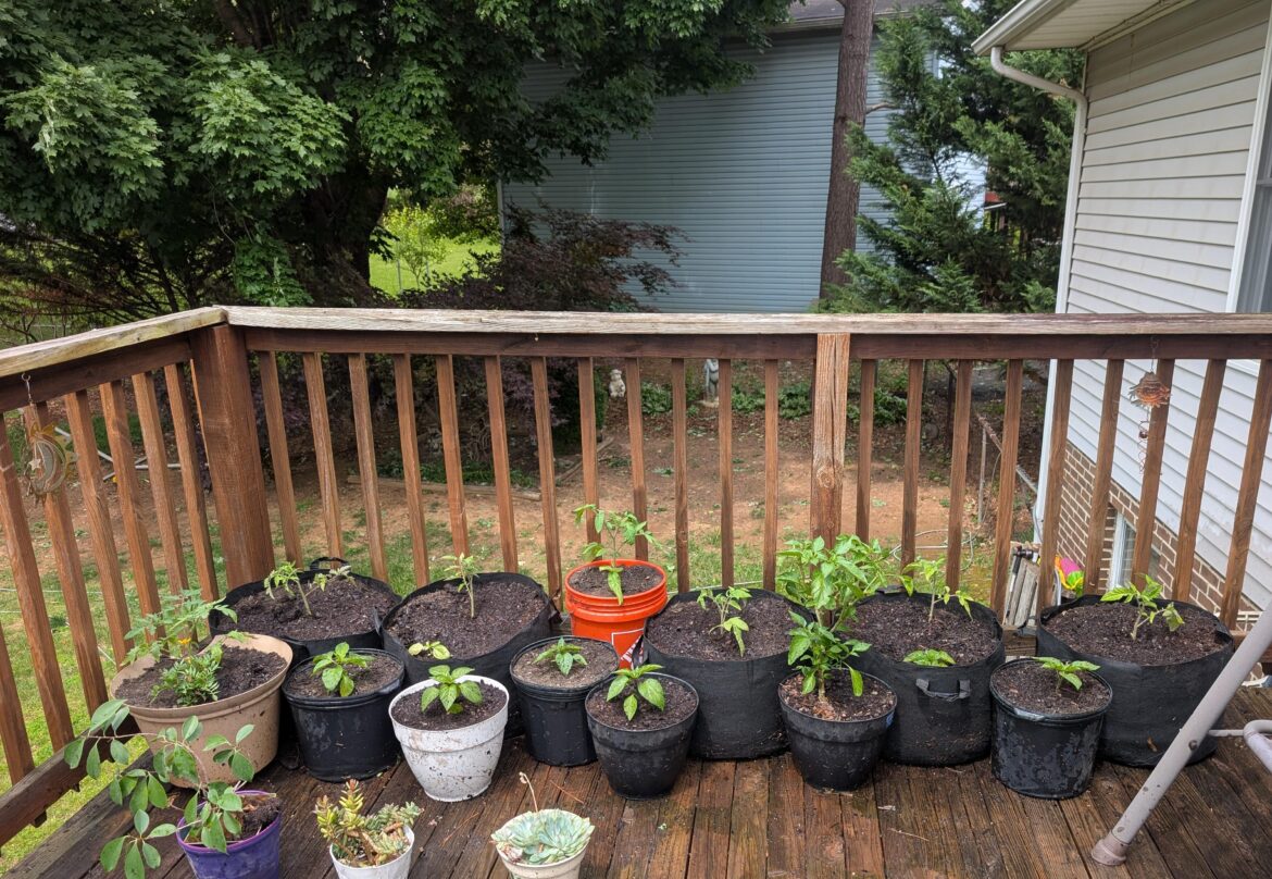 This Year's Potted Garden of Tomato and Pepper