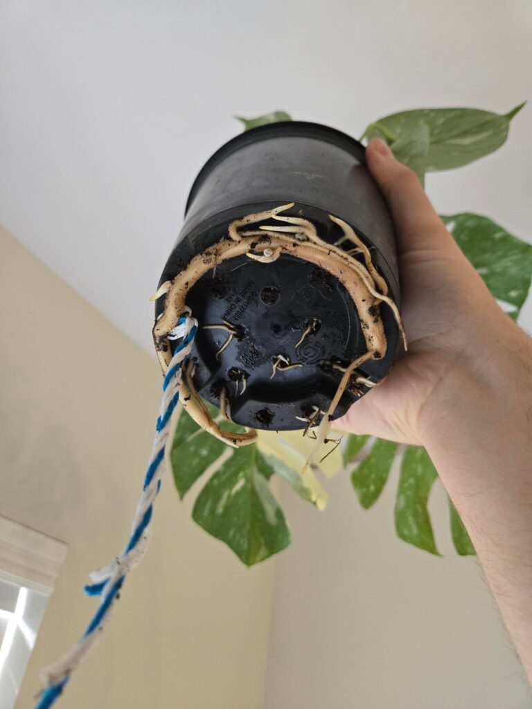 I have a bunch of questions about repotting my rootbound Thai Constellation **I have a bunch of questions about repotting my rootbound Thai Constellation**