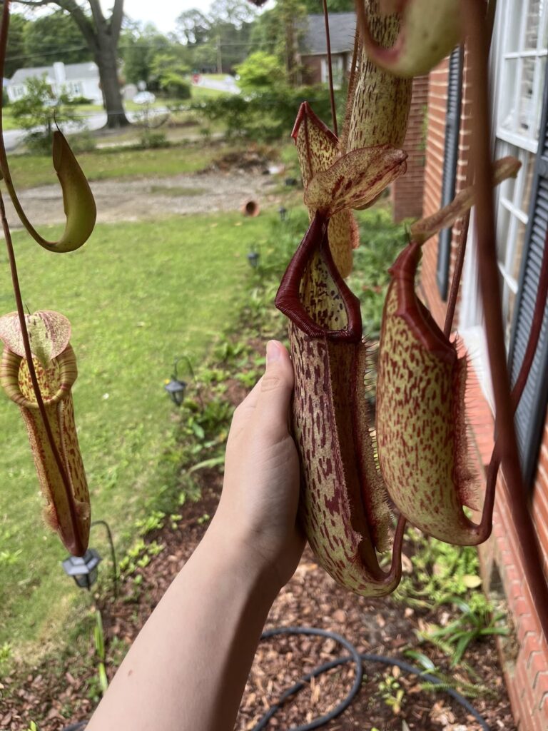 Got this nepenthes at a local plant store with no id, can anyone id this for me?