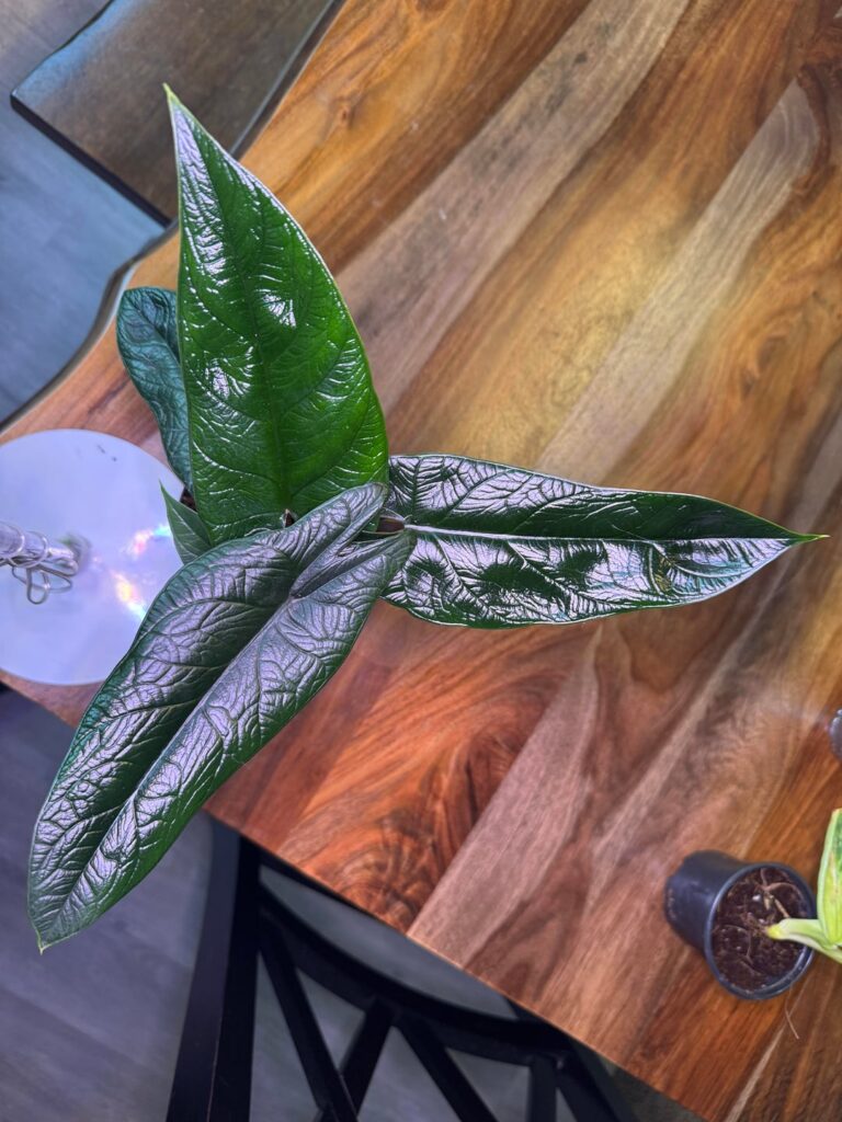 New baby