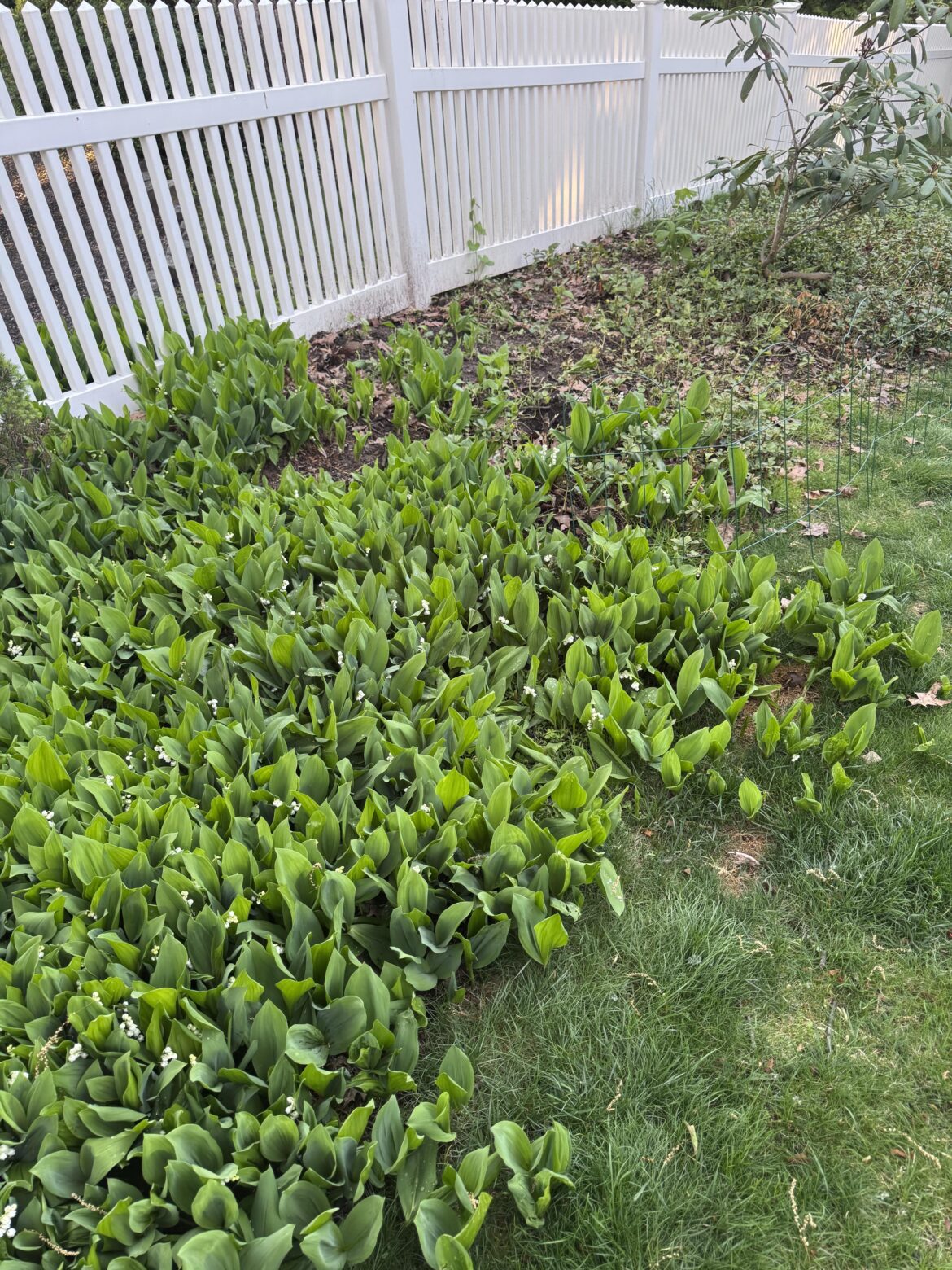 Lilly of the Valley – will it come through raised (1.5 feet) veggie beds? Lilly of the Valley - will it come through raised (1.5 feet) veggie beds?