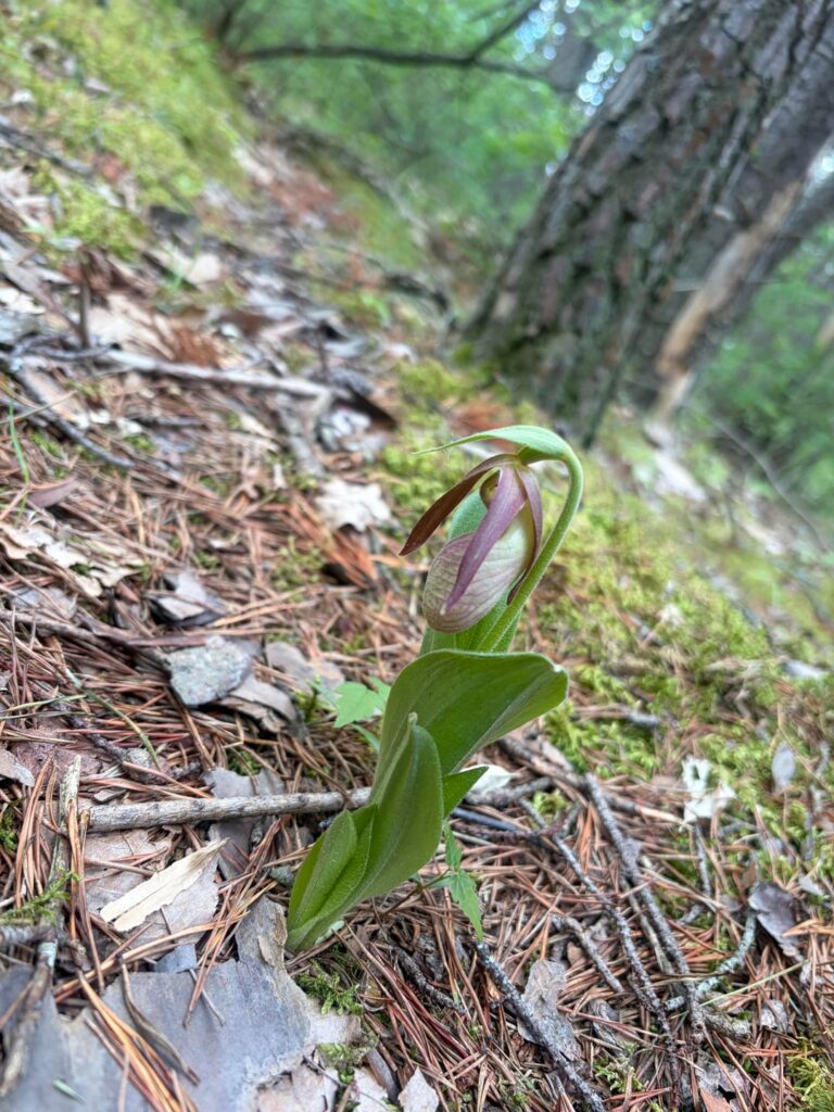 Identification