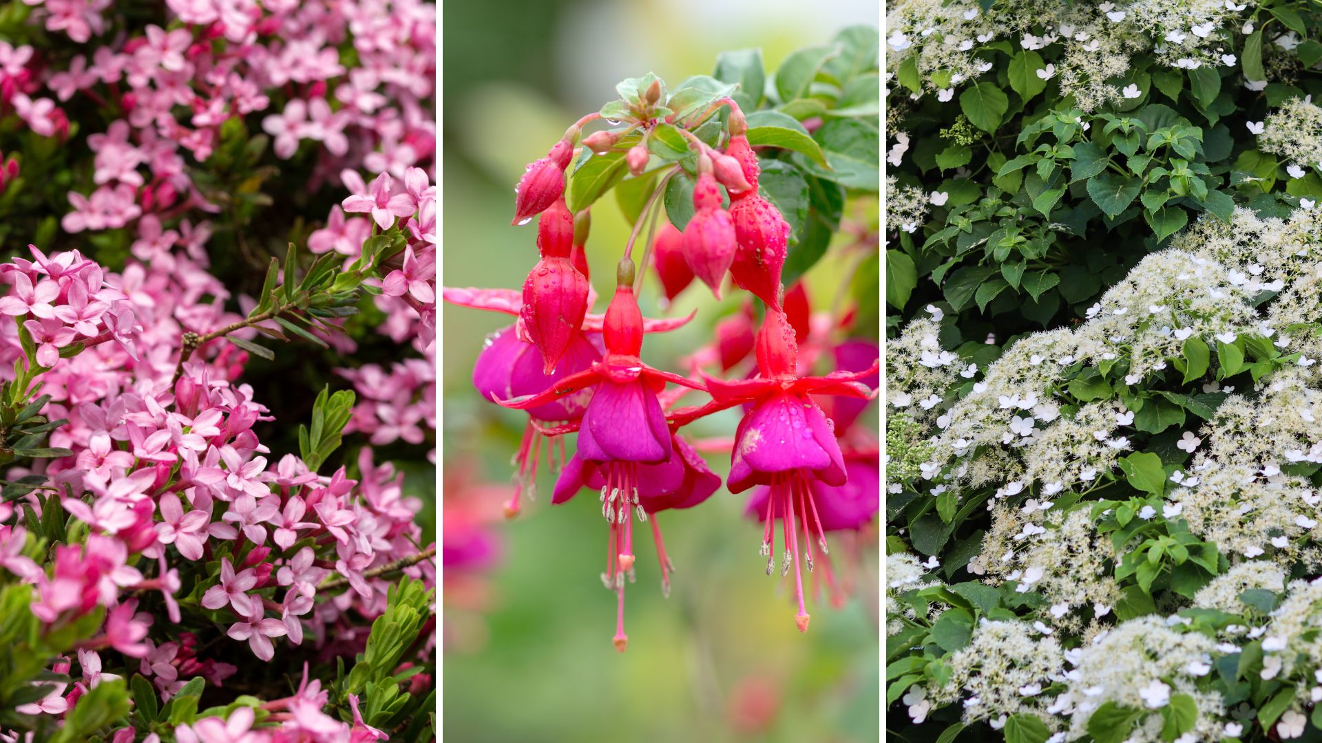 composite of three different flowers that grow well in shaded spaces