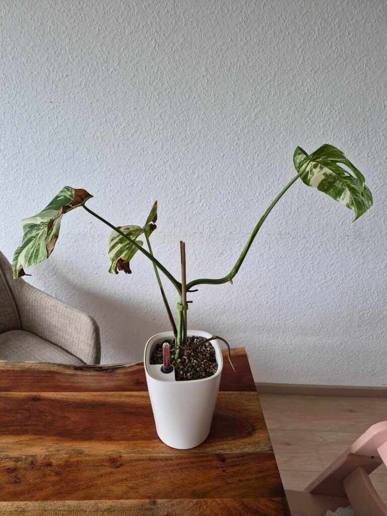 Just cut it?