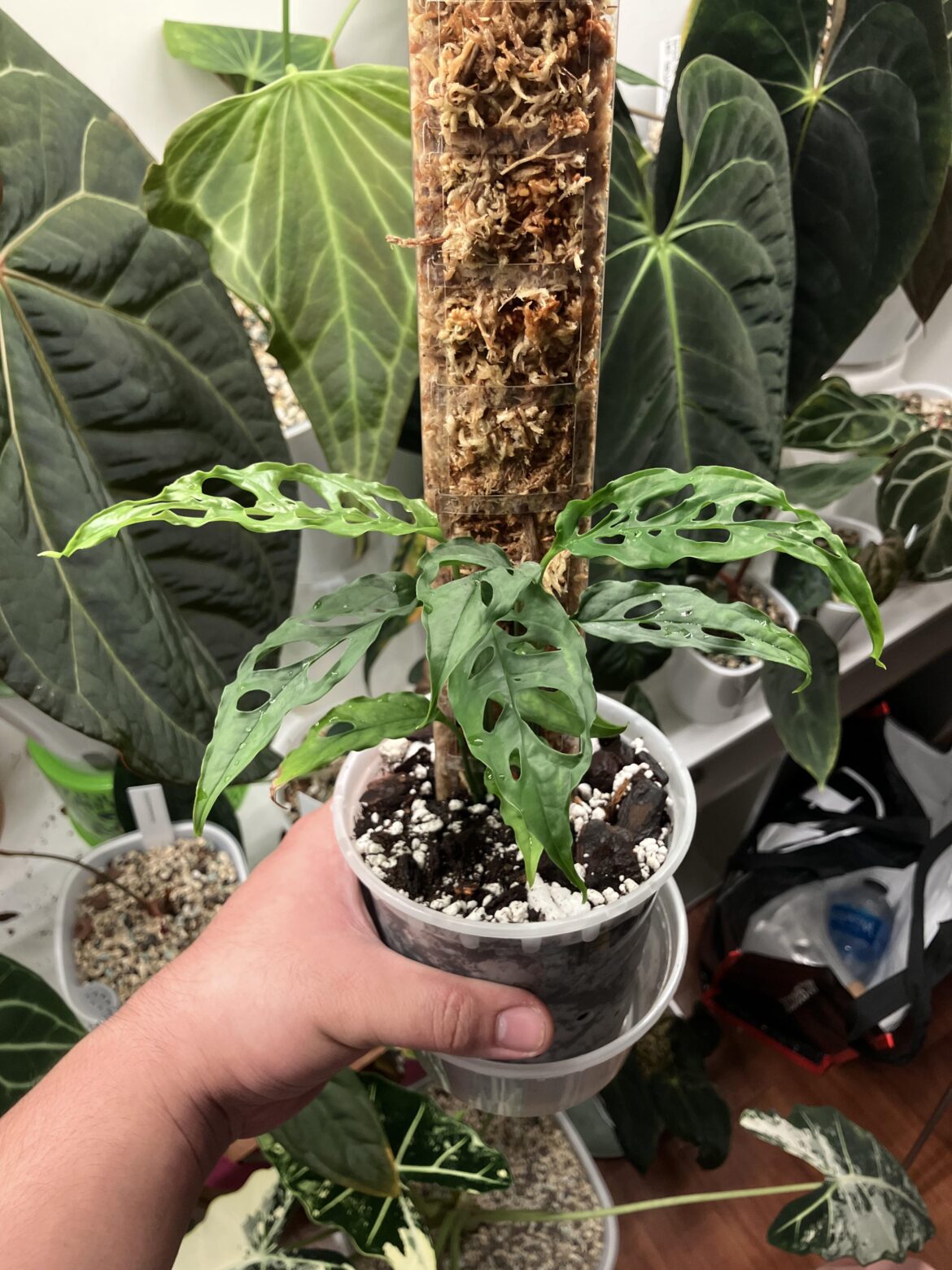 Monstera Obliqua Peru in Ambient? Monstera Obliqua Peru in Ambient?