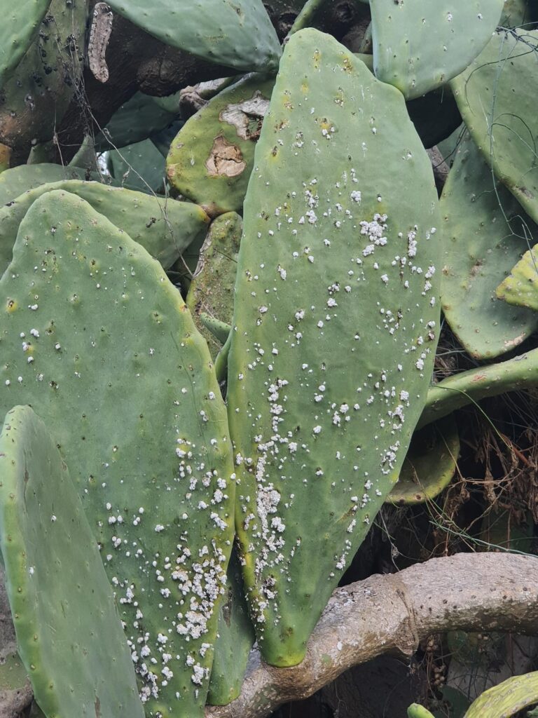 weird stuff on cactus