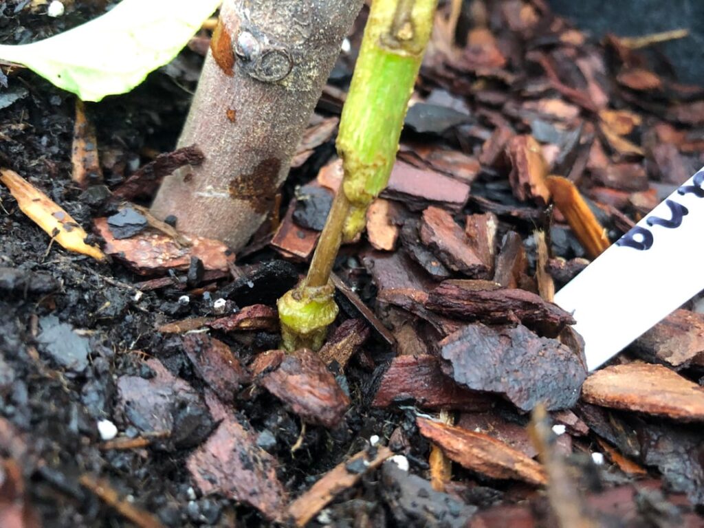 My banana pepper is on its way out… My banana pepper is on its way out…