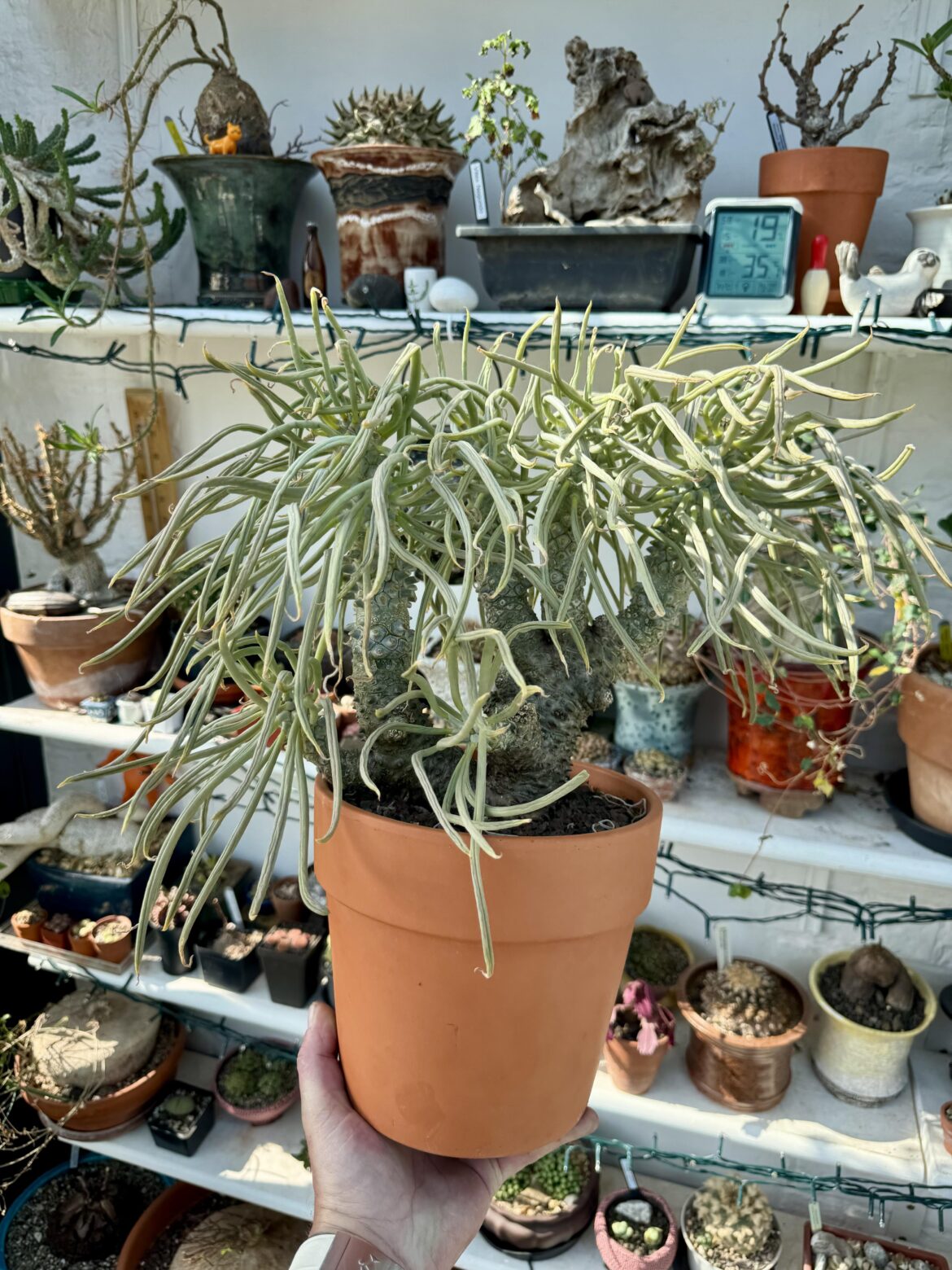Tylecodon Wallachii,getting floppy , summer dormancy soon