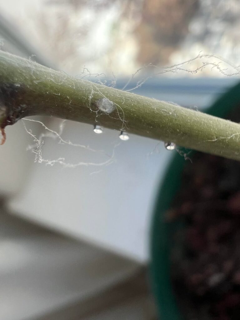 Dioscorea elephantipes problem