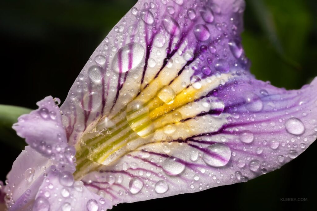 Native close-ups