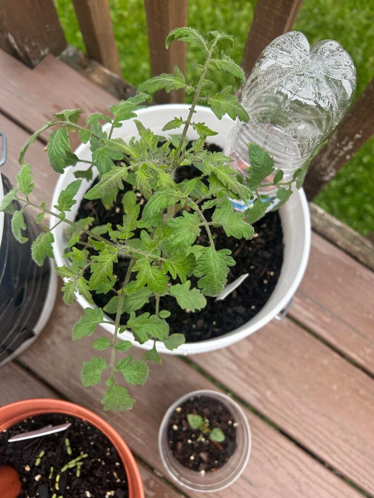 Container garden season 2