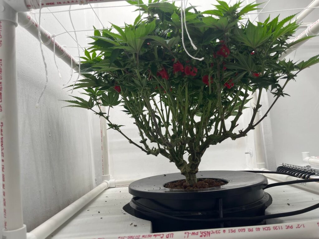Defoliating day 20