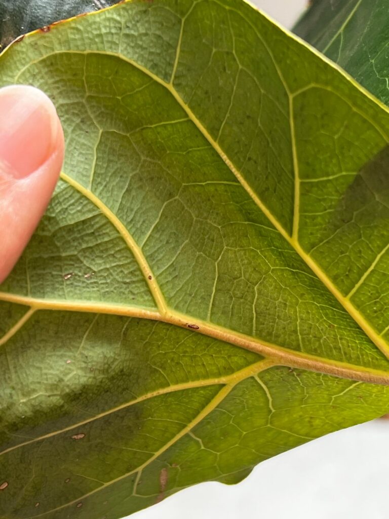 Does this look like thrips/bugs or just stress?