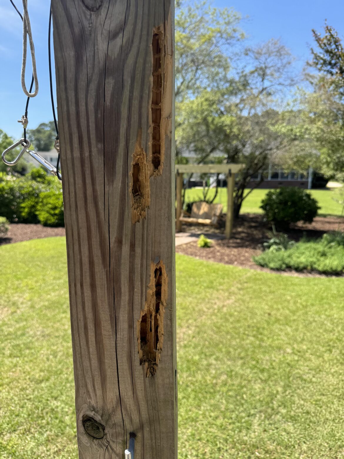 Woodpecker Damage