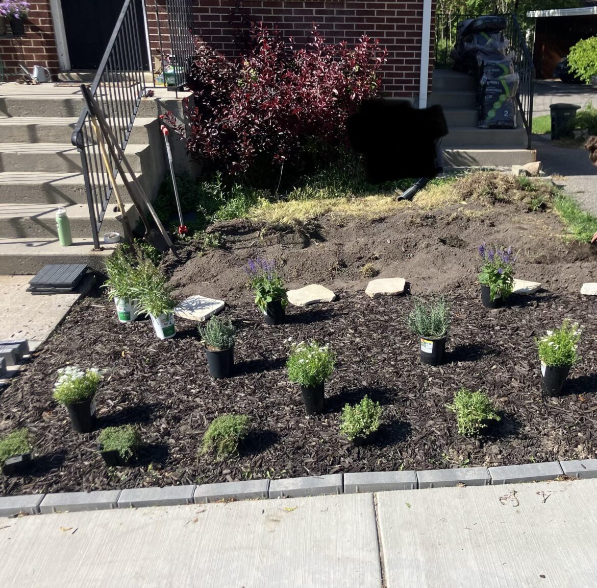 Is there any particular way I should plant these plants? Is there any particular way I should plant these plants?