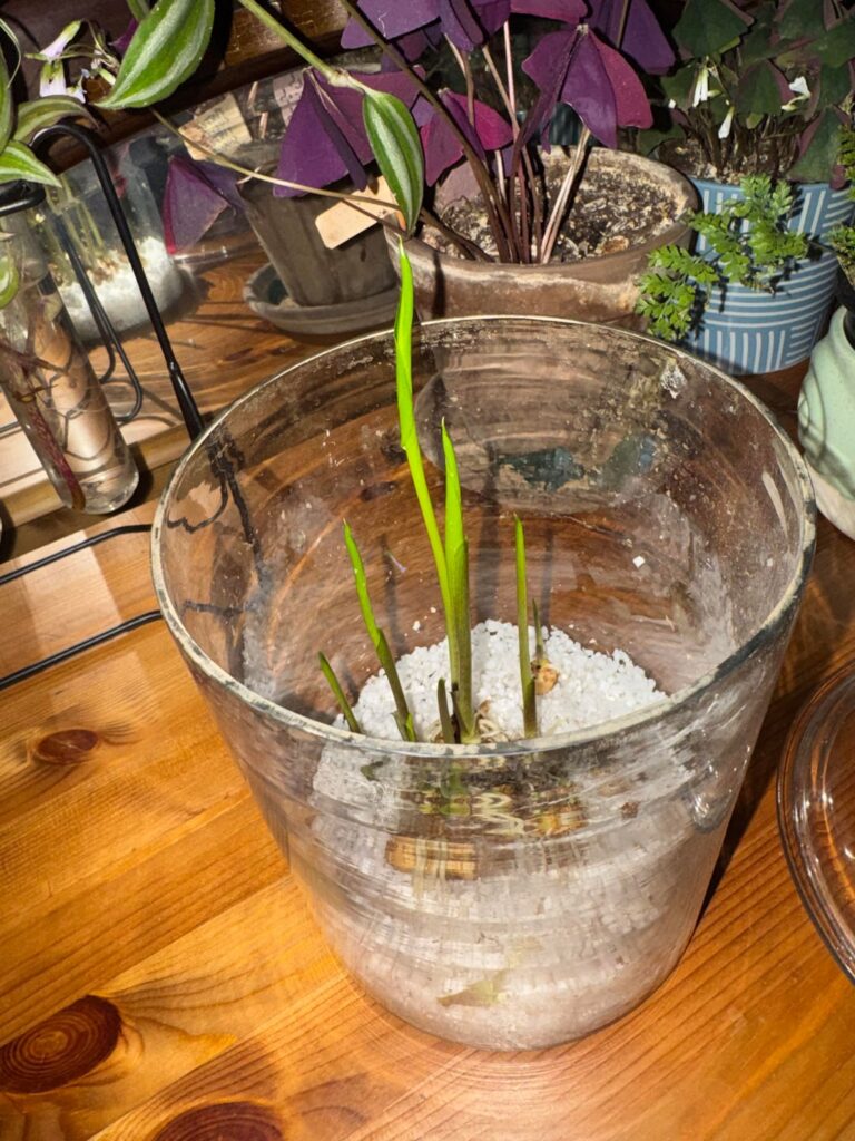 What is my next step? Polly corms. Can I leave them in here for a while? Or move to soil soon?