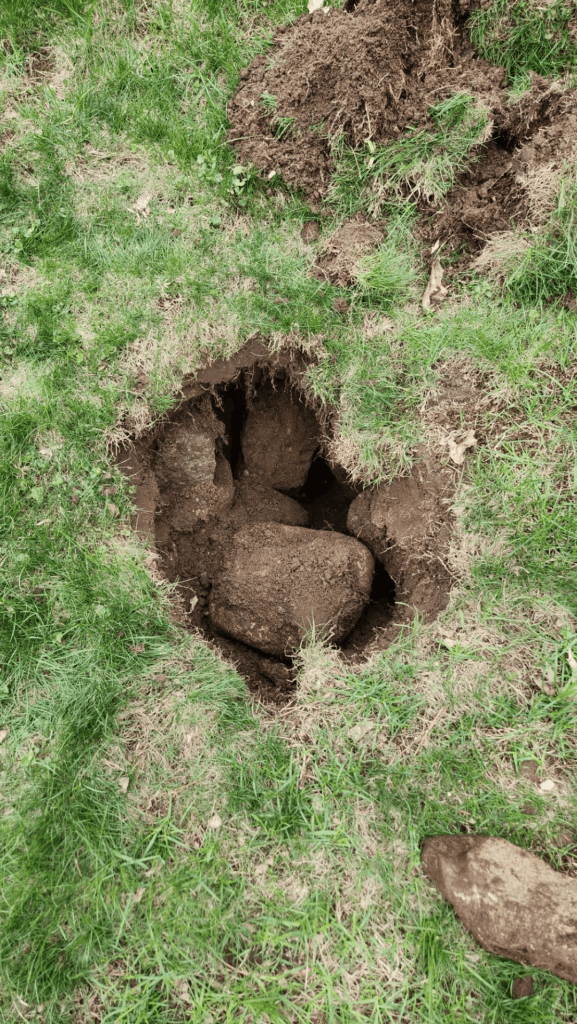 Found this hole in my backyard, what to do?