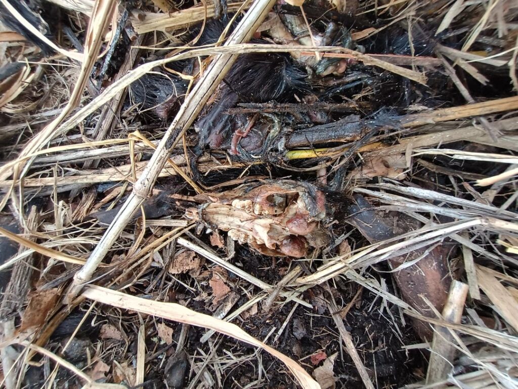 Can someone tell me what this dead animals was?