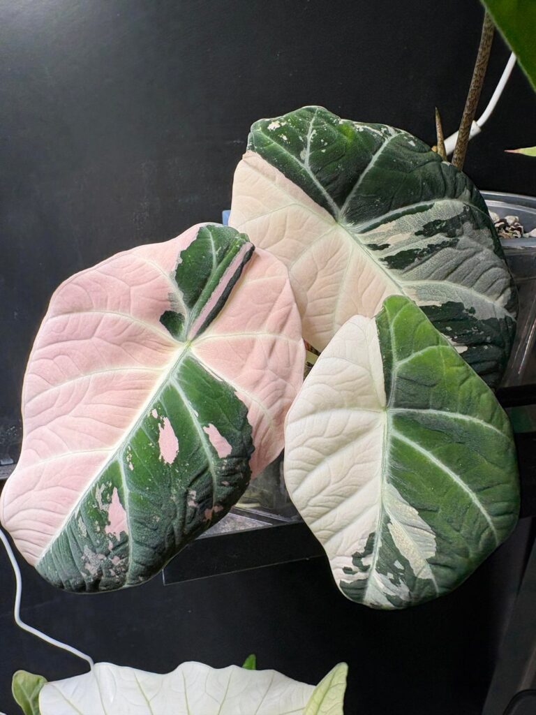 Alocasia black velvet pink different skins (?)
