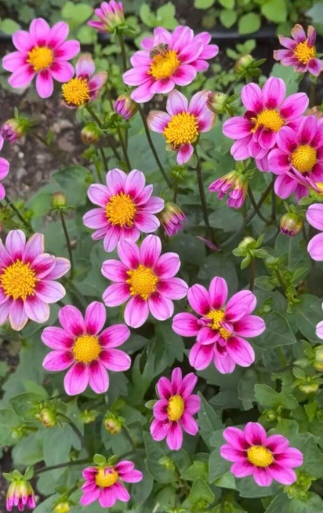The gentle beauty of pink chrysanthemums🩷