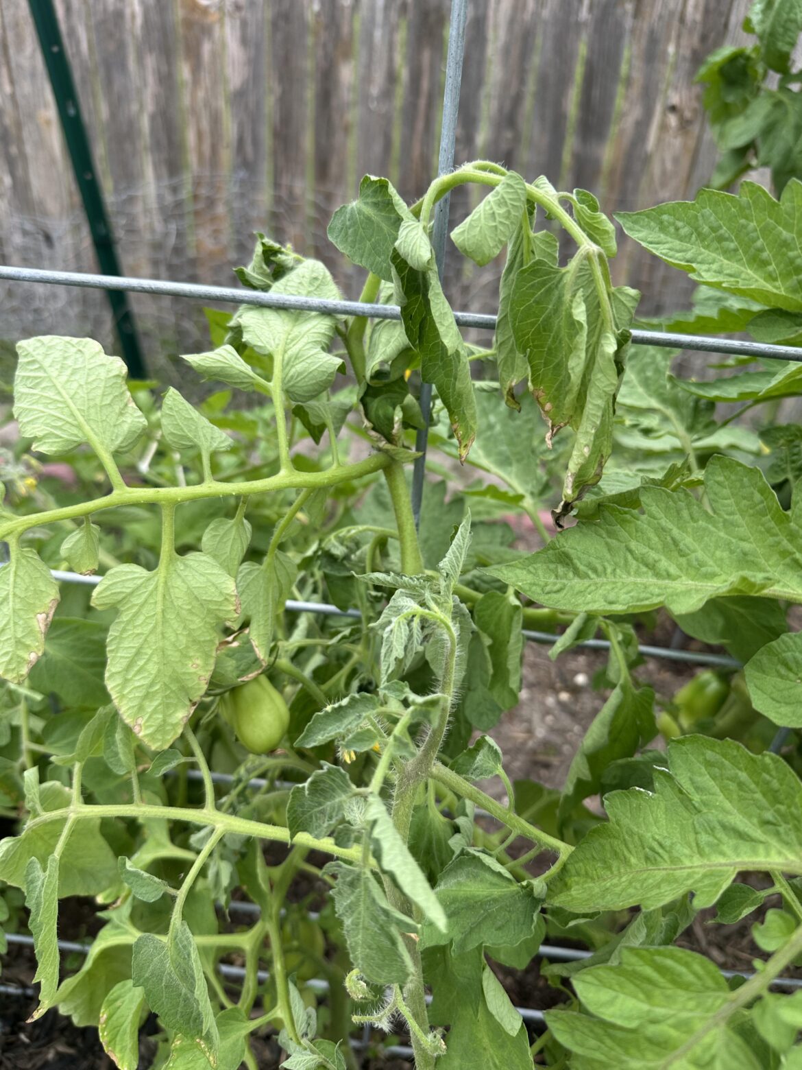 Dying plant?