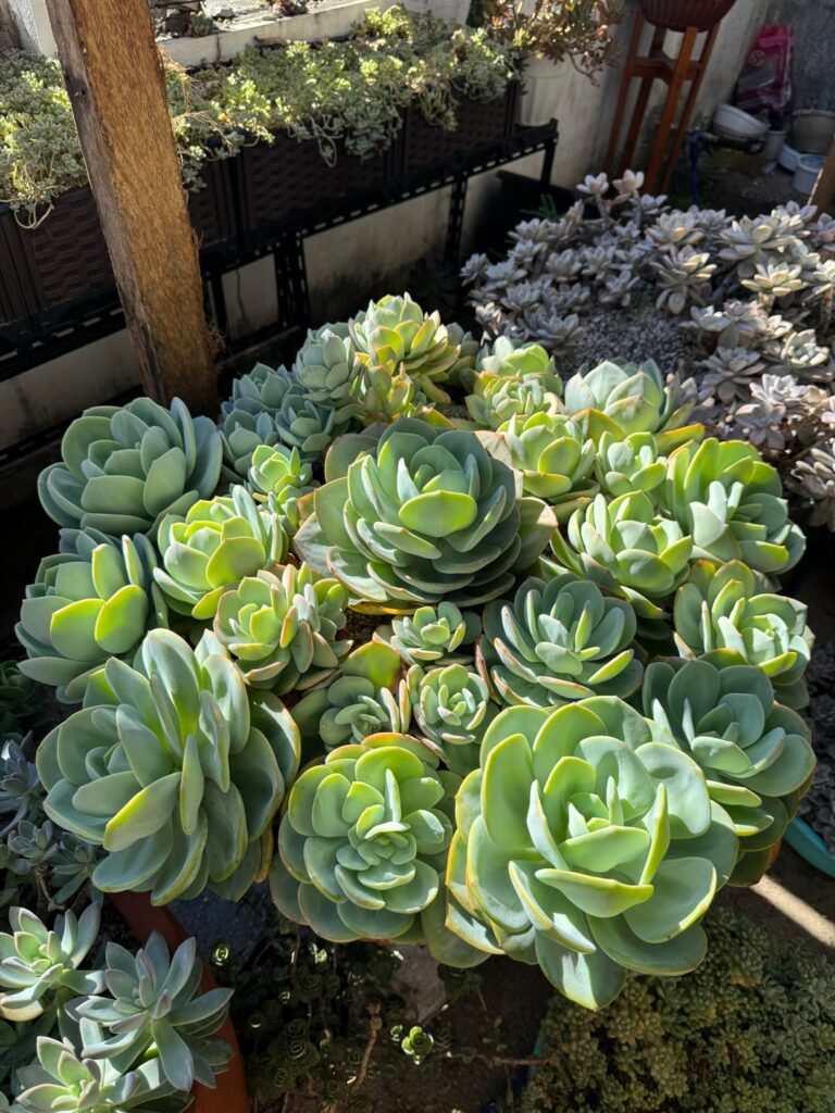6 month progress, this green giant growing beautifully