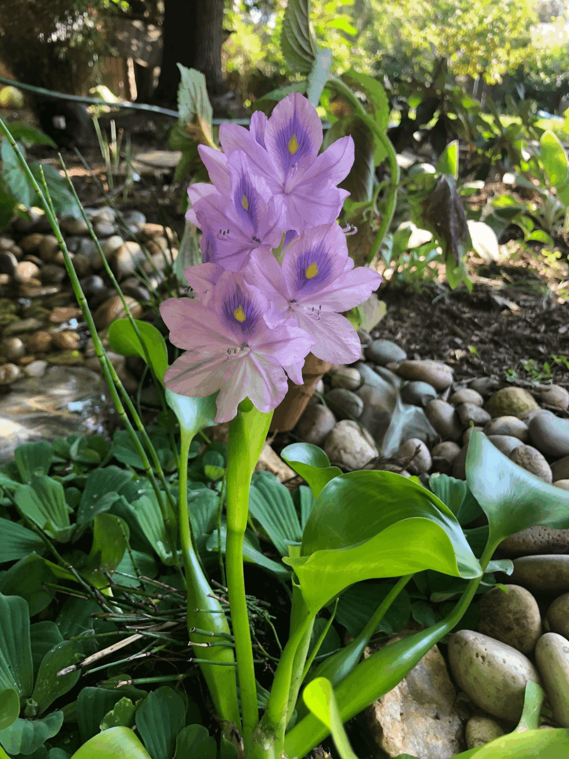 Full bloom Water hyacinth (OC)