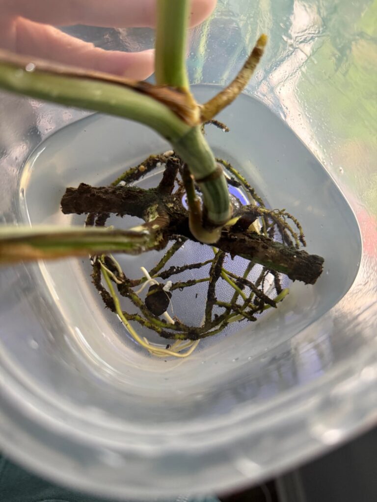 Time to Pot? Time to Pot?