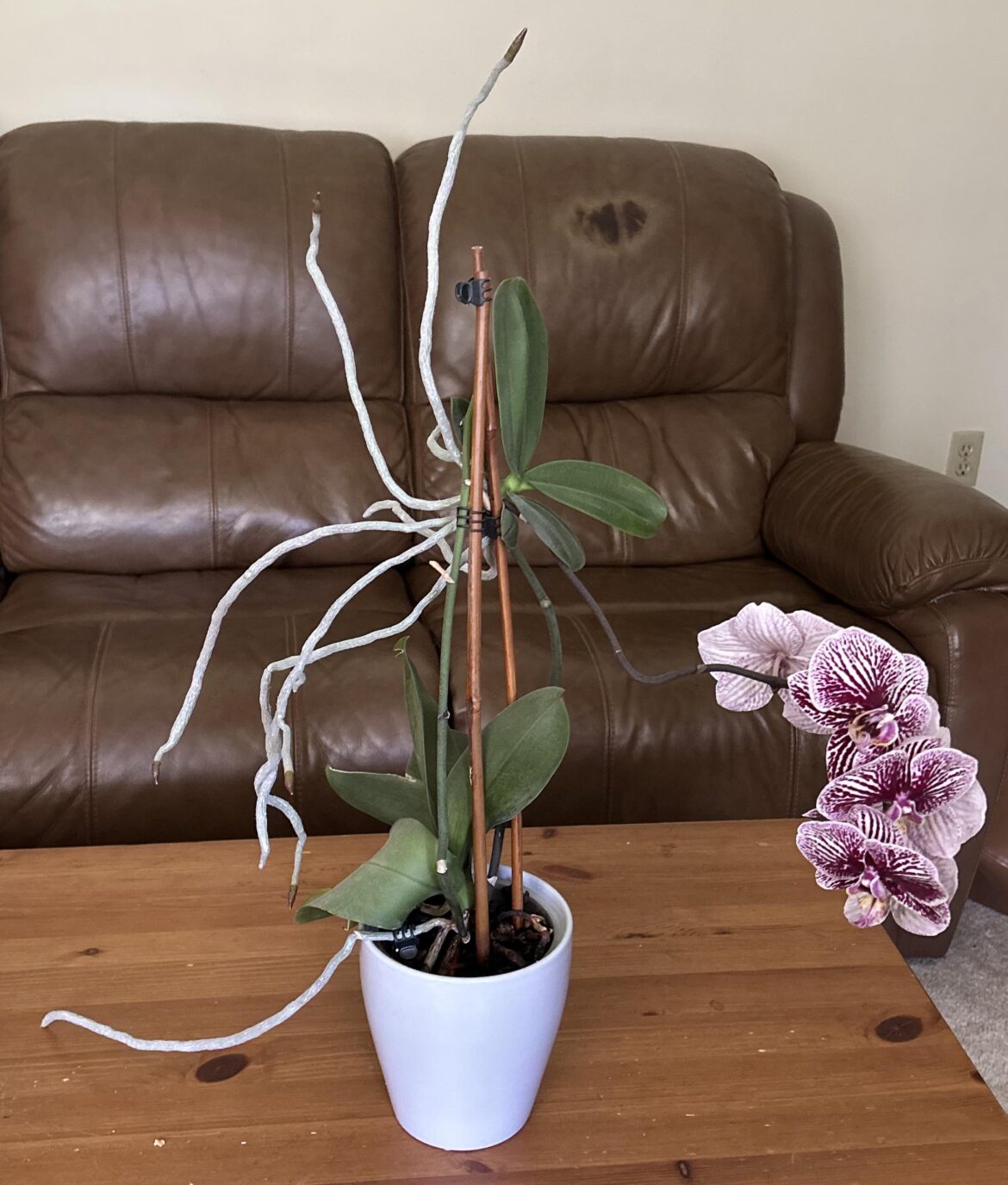Fascinating orchid