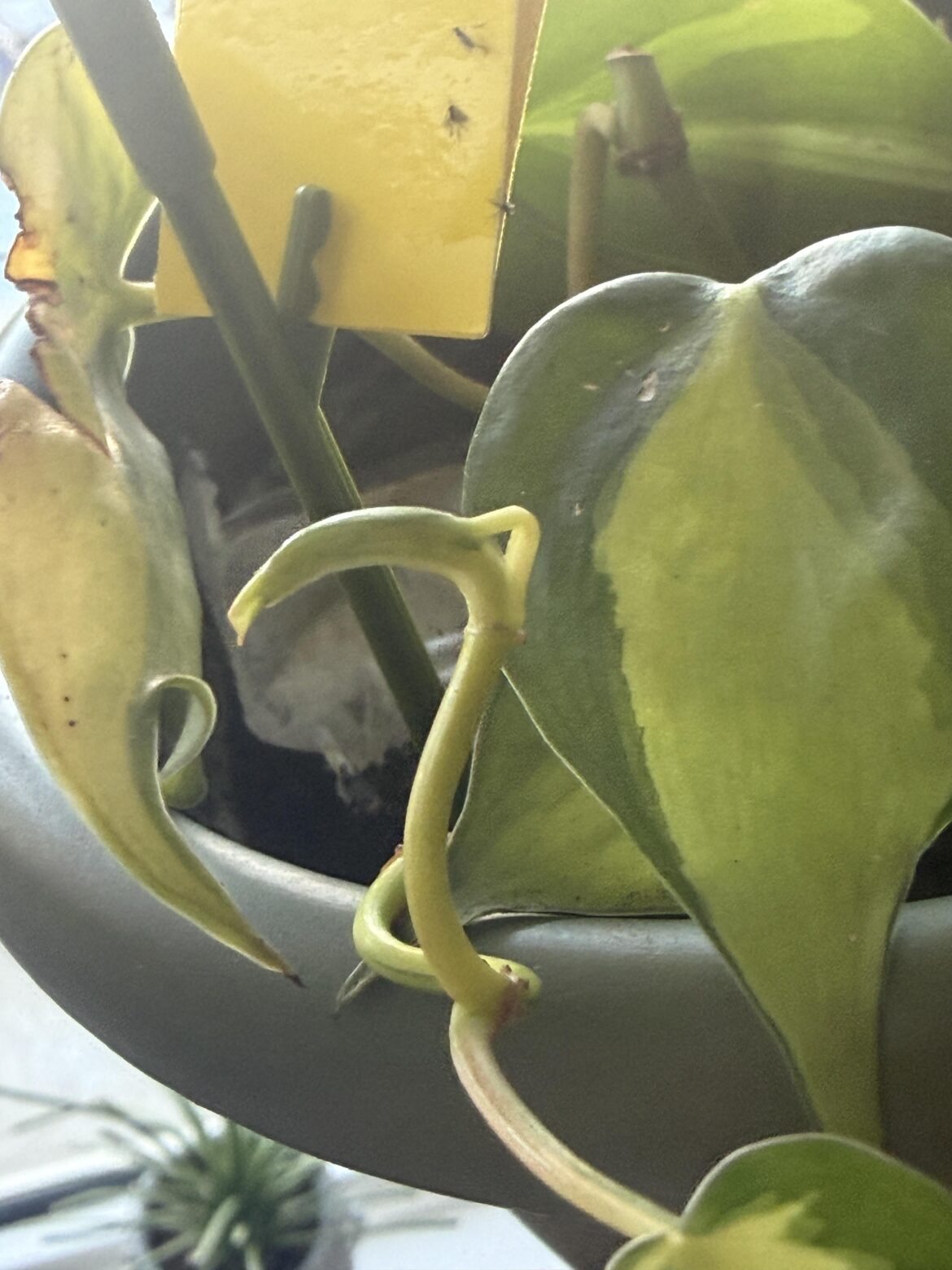 New Leaf